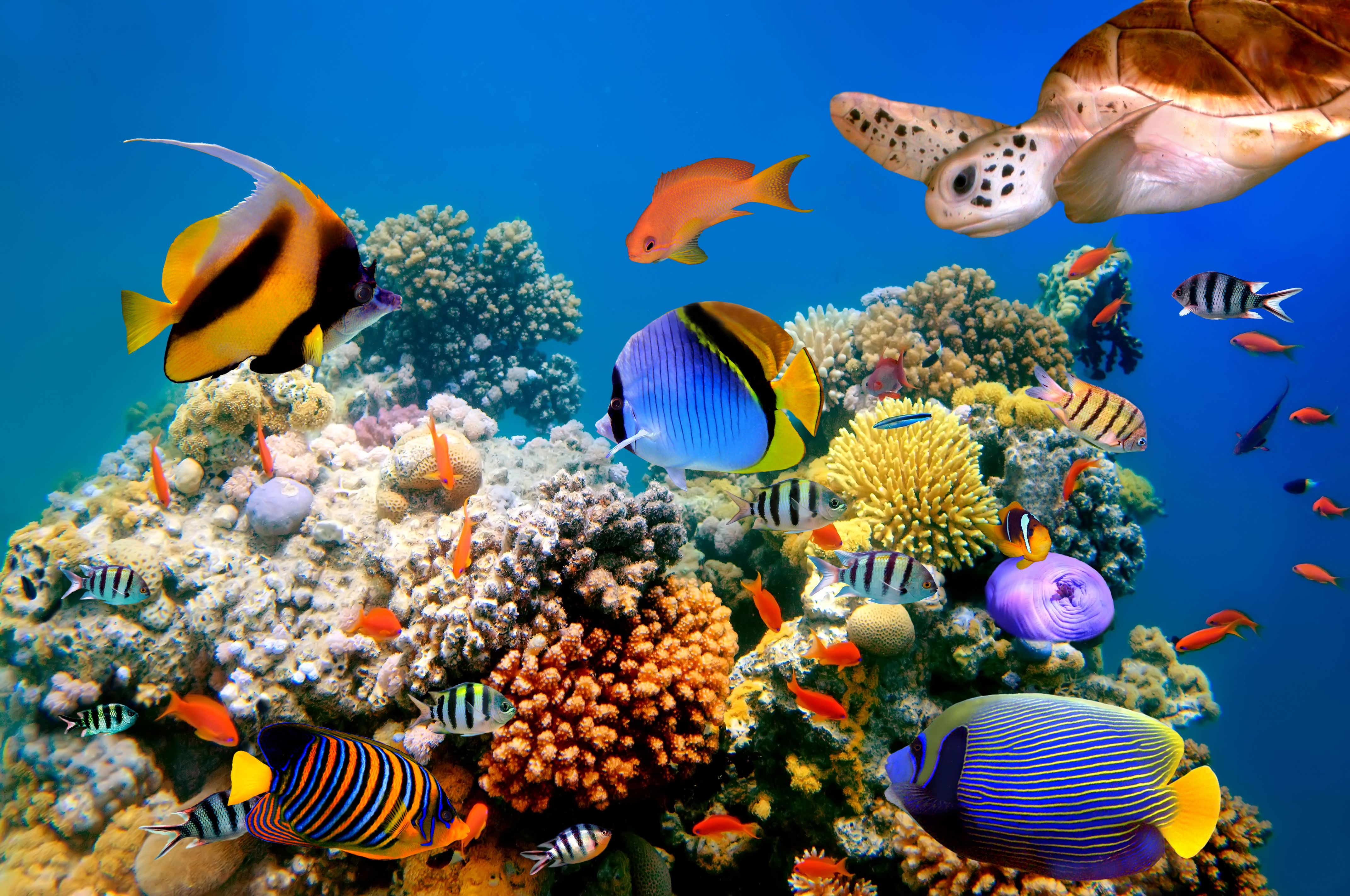 Tropical sea fish and a turtle underwater around a piece of coral